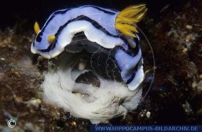 Chromodoris lochi