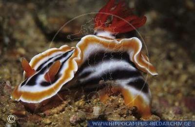 Chromodoris magnifica