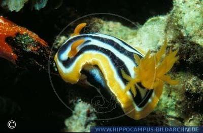 Chromodoris quadricolor