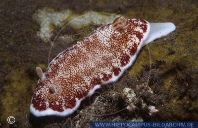 Chromodoris reticulata