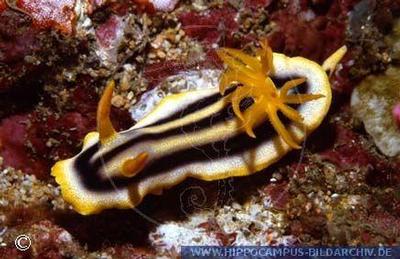 Chromodoris sp.