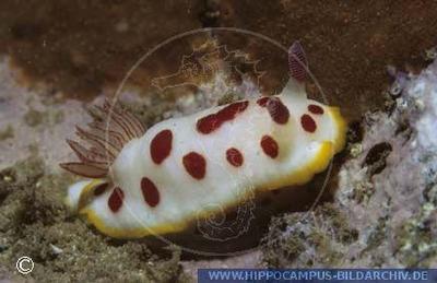 Chromodoris splendida