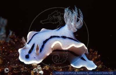 Chromodoris willani