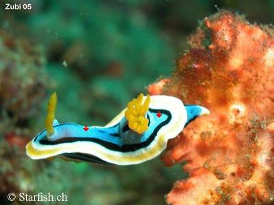 Chromodoris annae