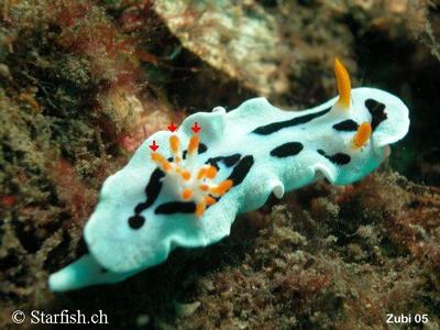 Chromodoris dianae