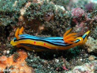 Chromodoris elisabethina