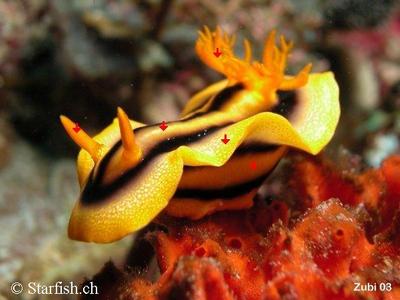 Chromodoris joshi