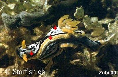 Chromodoris michaeli