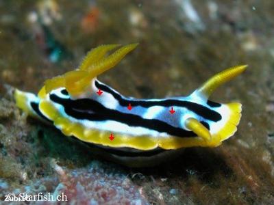 Chromodoris strigata