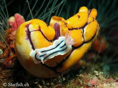 Chromodoris lochi