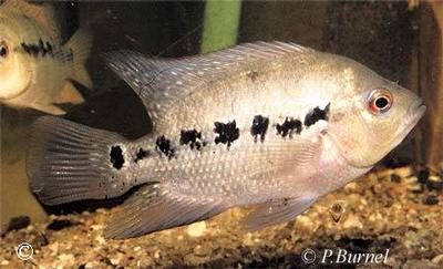 Amphilophus lyonsi