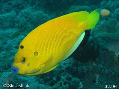 Apolemichthys trimaculatus