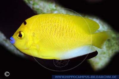 Apolemichthys trimaculatus