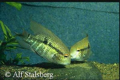 Aequidens michaeli