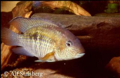 Andinoacara sapayensis