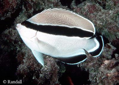 Apolemichthys arcuatus