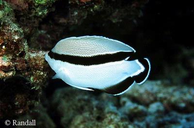 Apolemichthys arcuatus