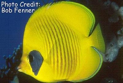 Chaetodon semilarvatus