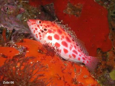 Cirrhitichthys oxycephalus