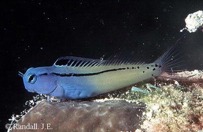 Ecsenius gravieri