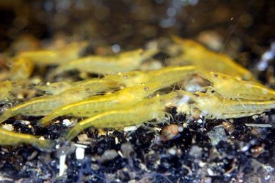 yellow shrimp