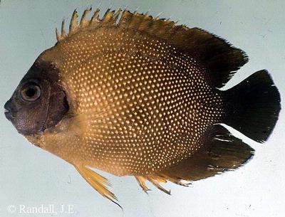 Apolemichthys guezei