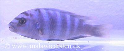 Labidochromis sp. "gigas mara"