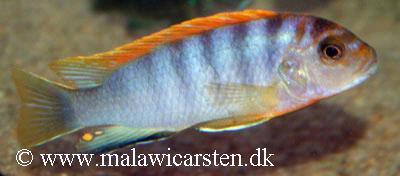 Labidochromis sp. "hongi"