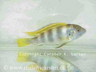Labidochromis sp. "perlmutt"