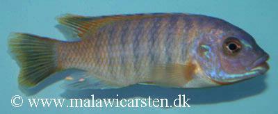 Petrotilapia sp. "small blue"