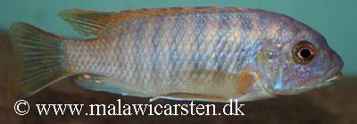 Petrotilapia sp. "small blue"
