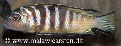 Chitande