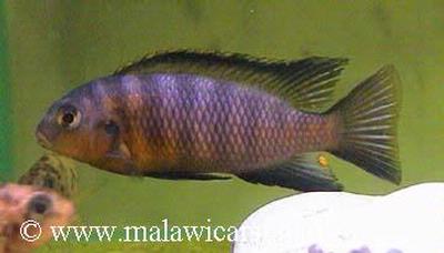 Makokola Reef alm. Han