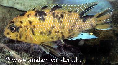 Makokola Reef ,mc han