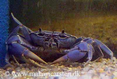 Potamonautes orbitospinus / malawikrabben
