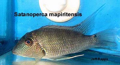 Satanoperca mapiritensis