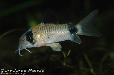 Corydoras Panda