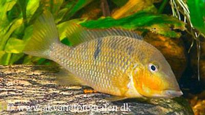 Geophagus crassilabris