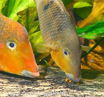 Geophagus crassilabris