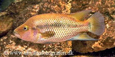 Chiapaheros grammodes