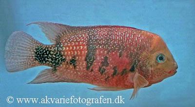 Panamius panamensis