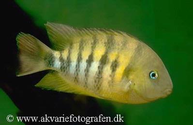 Cryptoheros spilurus