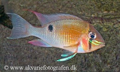 Biotodoma cupido