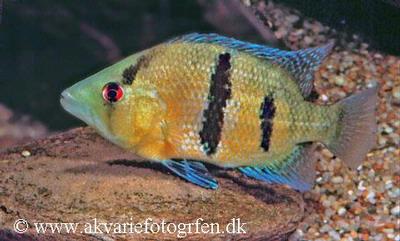 Caquetaia myersi