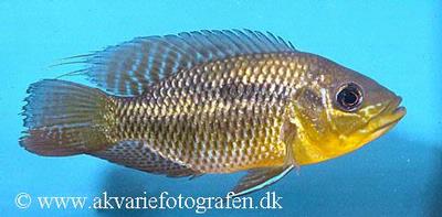 Chaetobranchus flavescens