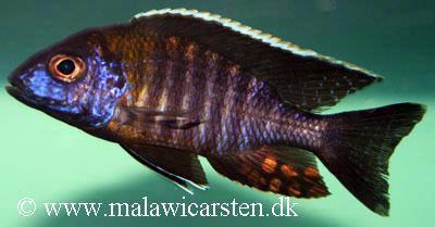 Aulonocara sp. Chitande type Masinje Chiofu han
