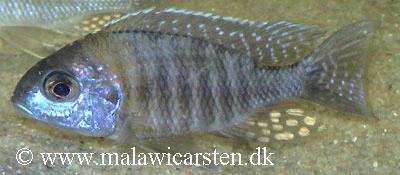 Aulonocara sp. Chitande type Masinje Chiofu