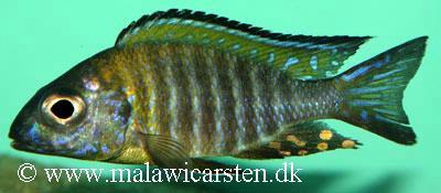 Aulonocara sp."Chitande Type North" Masimbwe, Likoma Island