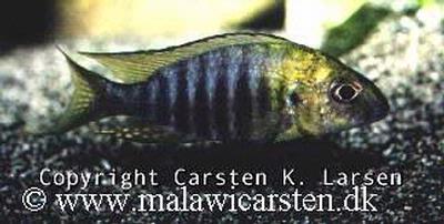 Aulonocara sp. Chitande Type North "Yellow Head" Nkhata Bay
