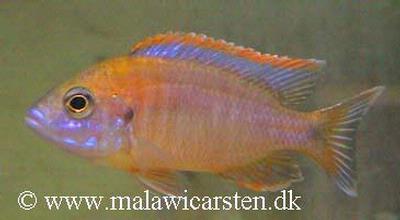 Aulonocara sp."Lwanda" Hai Reef  F1